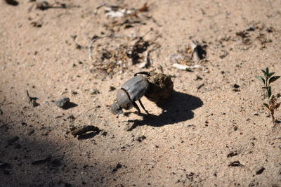 High angle view of a dung beetle