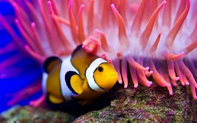 Close-up of fish underwater