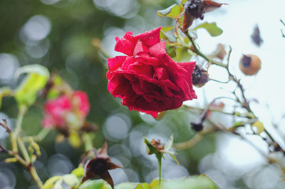 Close-up of red rose on plant