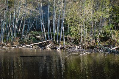 Close-up of water in lake