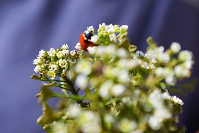 Ladybird on white flowers