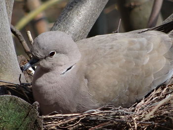 Close-up of bird in nest