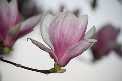 Close-up of pink flower bud