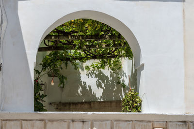 Plants seen through window of building