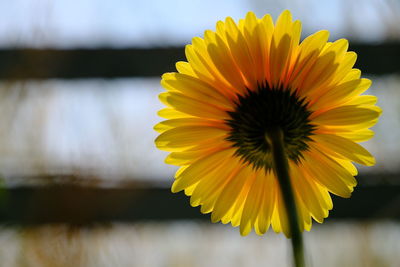 Close-up of yellow flower