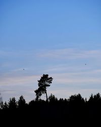 Silhouette of birds flying against sky