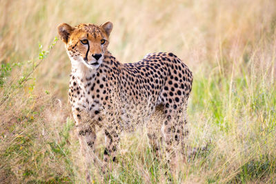 Close-up of a cat on field