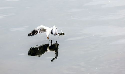 Close-up of an animal