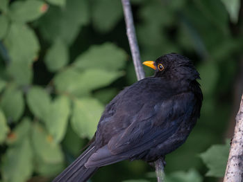 Close-up of bird perching on branch