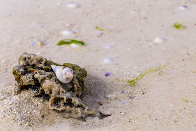 Close-up of a turtle on beach