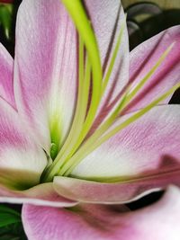 Close-up of pink flower