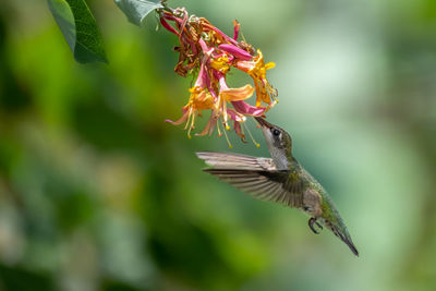 Close-up of butterfly pollinating flower