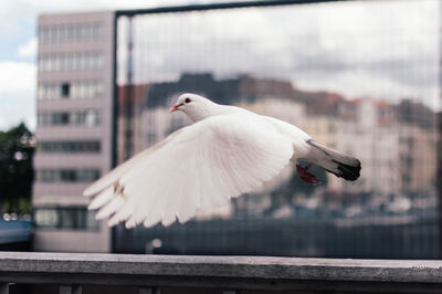 Bird perching on railing