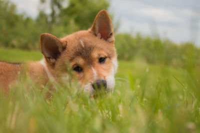 Close-up of a dog on field