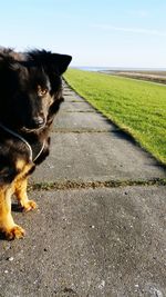 Dog on road by field against sky