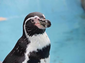 Close-up of penguin against sea