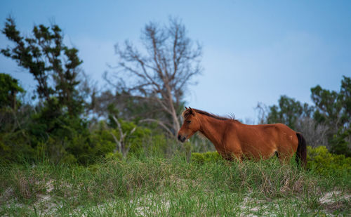 Wild horses roam on shackelford banks.