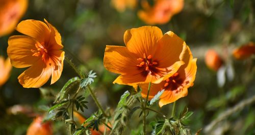 Close-up of yellow flowering plant