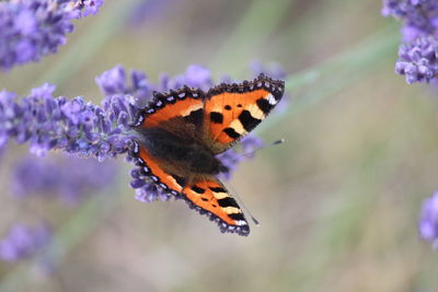 Close-up of butterfly pollinating on purple flower