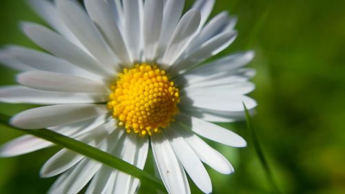 Close-up of daisy blooming in park