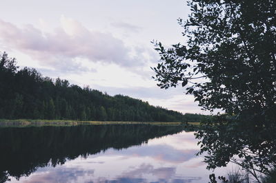 Reflection of trees in calm lake