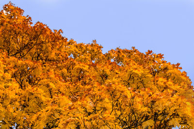 Low angle view of trees against clear sky