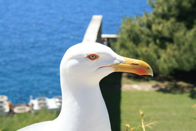 Close-up of seagull