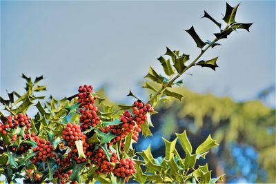 Low angle view of berries growing on tree against blue sky