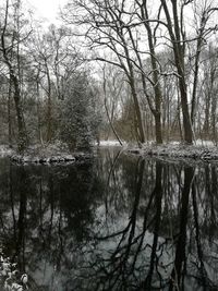 Bare trees by lake in forest
