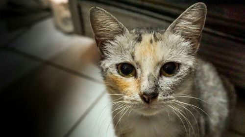 Close-up portrait of cat