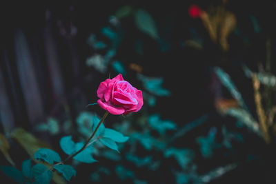 Close-up of pink rose