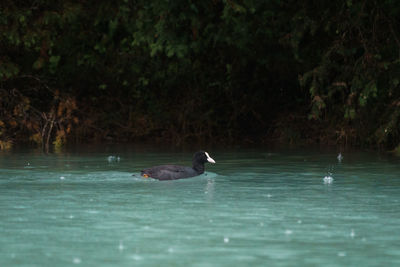 Ducks swimming in lake