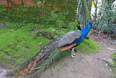 Peacock in a field