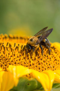 Close-up of bee pollinating on flower