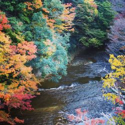 High angle view of autumn trees by river