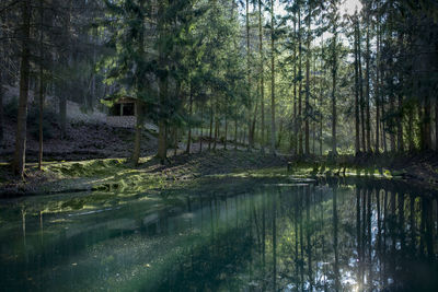 Healthy lifestyle breathe forest air enjoy catching azure colors water sunrise sunset on forest lake