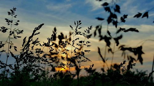 Close-up of silhouette flowering plants on field against sky