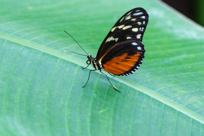 Butterfly on leaf