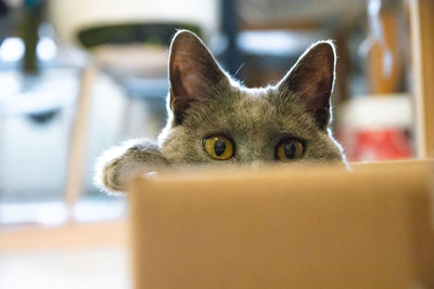 Close-up portrait of cat at home