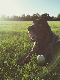 Grass on grassy field