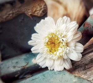 Close-up of white flower