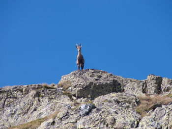 Low angle view of mountain goat on rock against clear blue sky