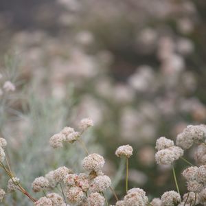 Close-up of plant against blurred background