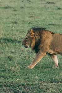 Lion in wild kenya