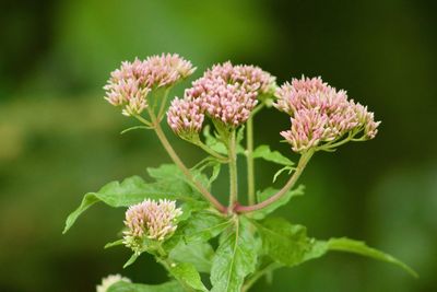 Close-up of flowering plant
