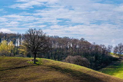 Trees on field against sky