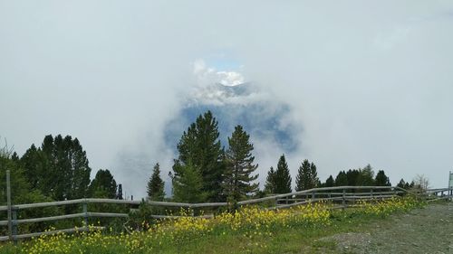 Panoramic shot of trees on land against sky