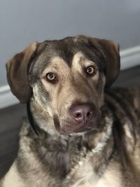 Close-up portrait of dog looking at camera