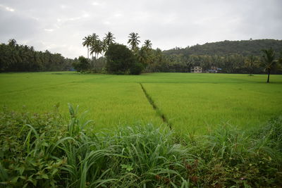 Scenic view of rice field against sky