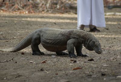 Komodo that has a face like a dragon, is a rare animal that is owned by indonesia